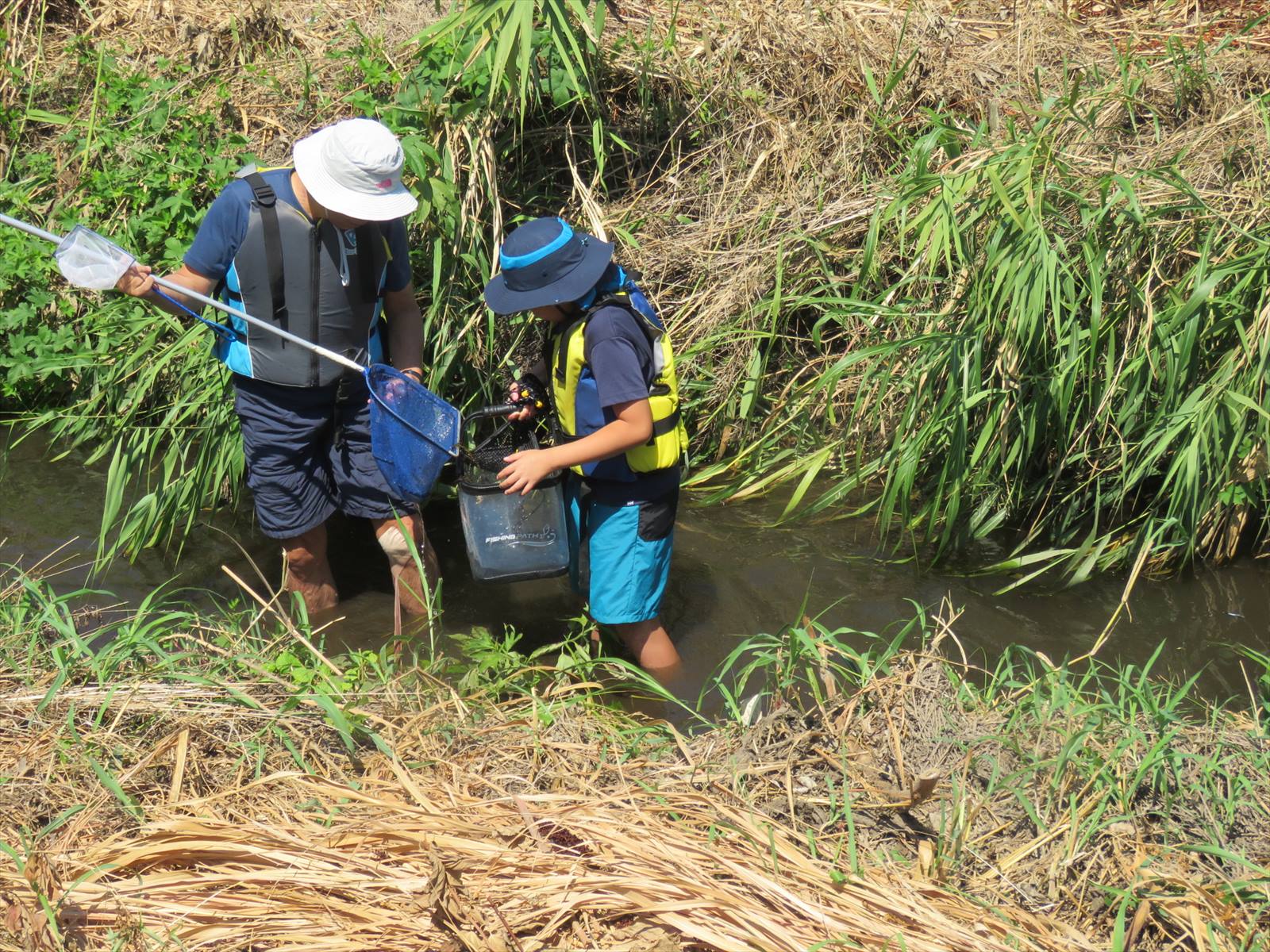 生き物採取中