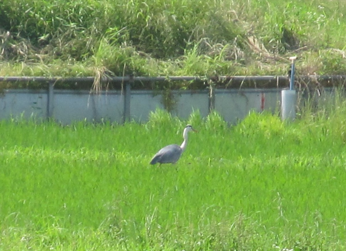田植えの終わった田んぼにアオサギがいました