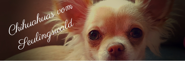 chihuahuas-vom-seulingswalds Webseite!