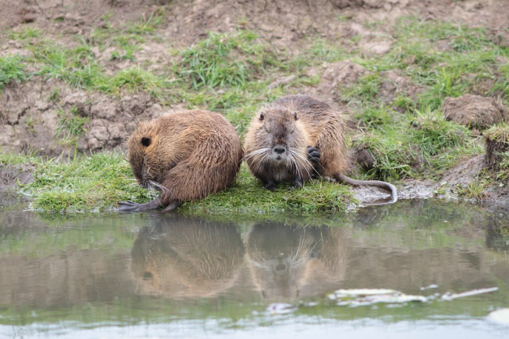 Vorsicht Verwechslungsgefahr Teil 1 - die Nutria
