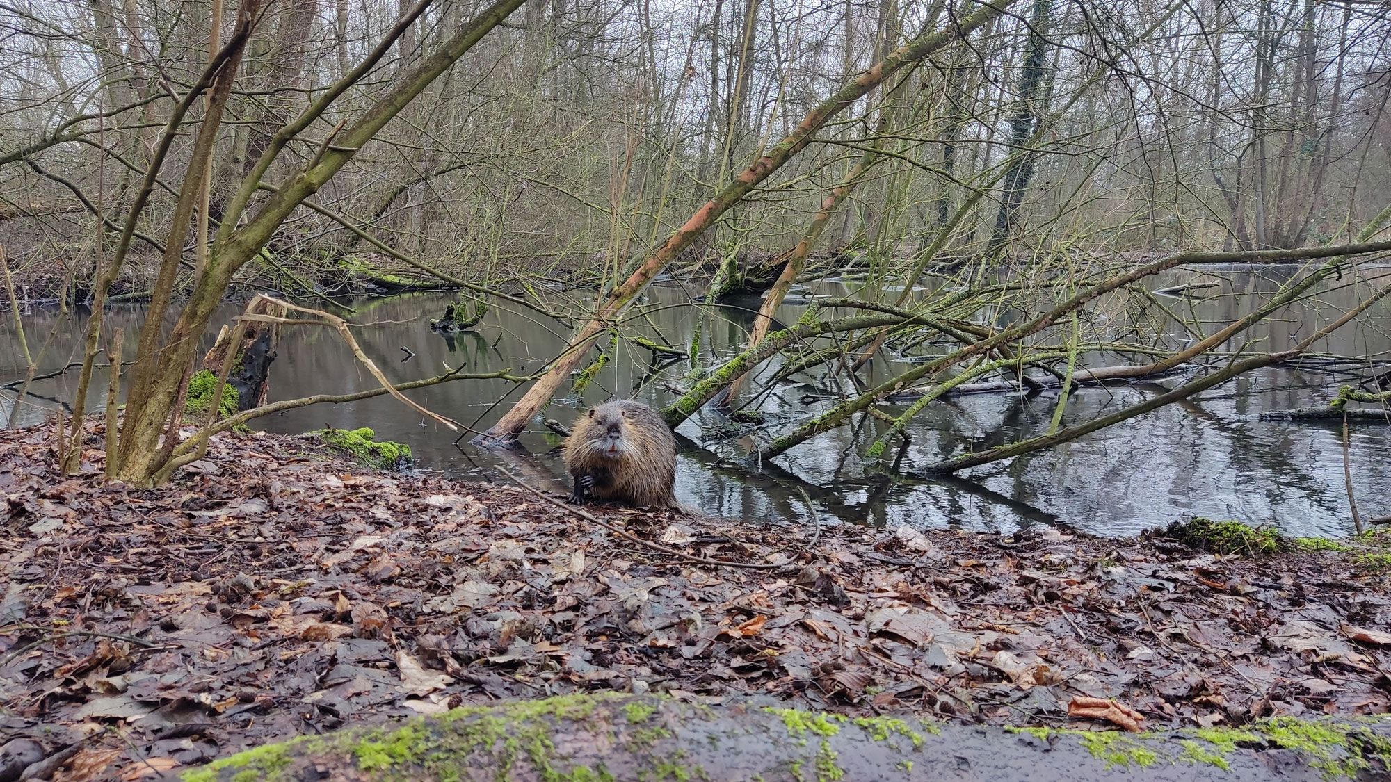 Vorsicht Verwechslungsgefahr Teil 2 - die Nutria