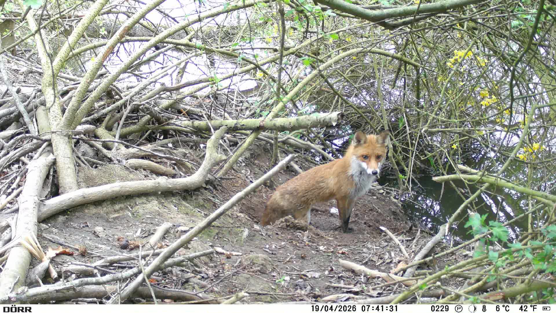 Was macht der Fuchs im Biberbau?