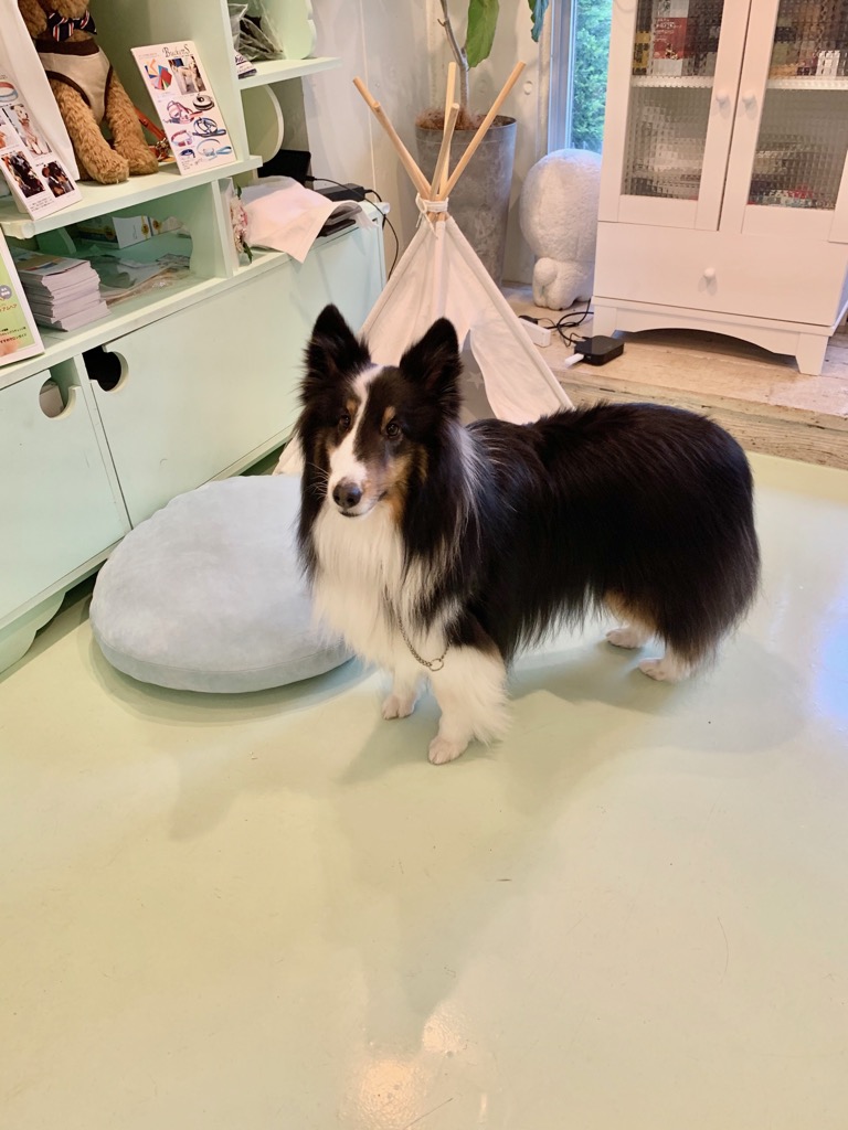 シェルティのネクサス君