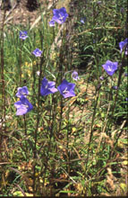 Pfirsichblättrige Glockenblume. Foto: M. Füller