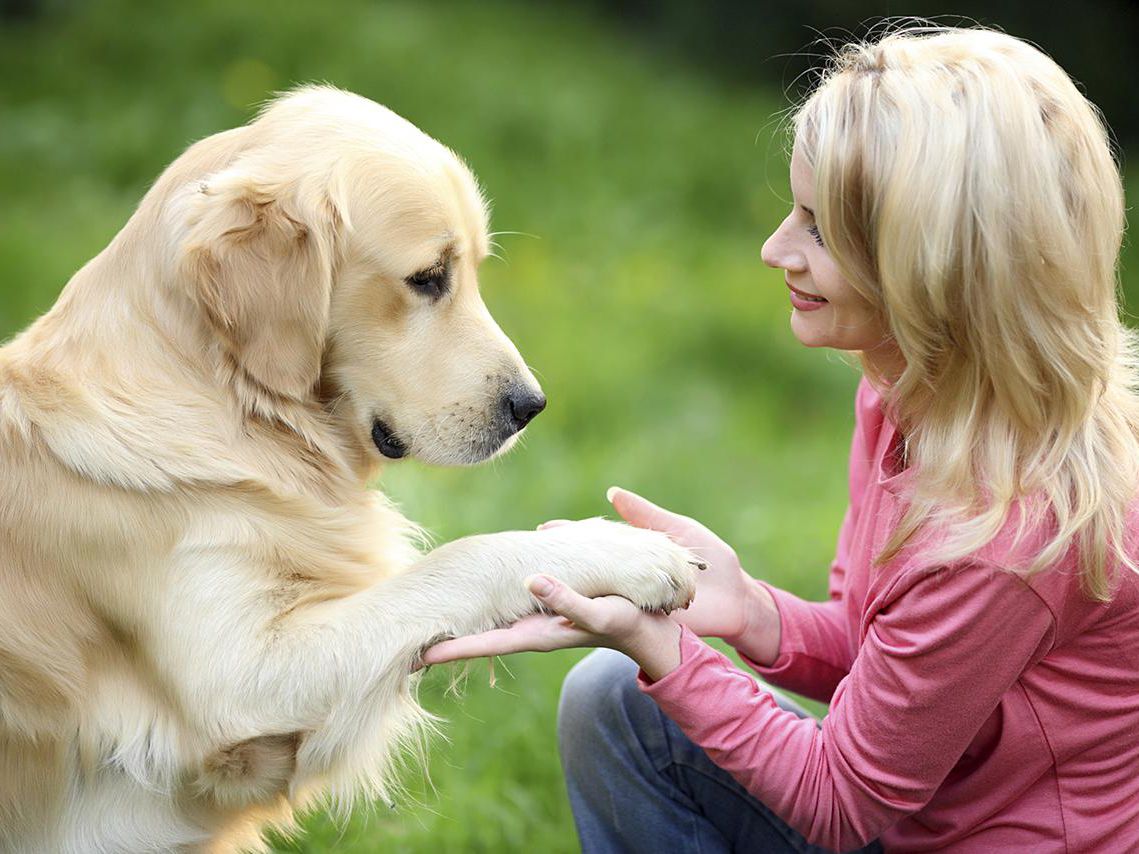 Insegnare al cane a dare la ZAMPA Educatore Cinofilo