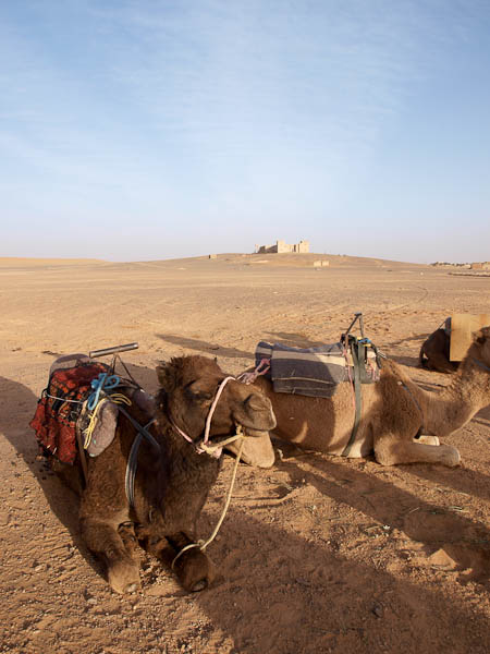 Ankunft Sahara -Reit- und Lasttiere