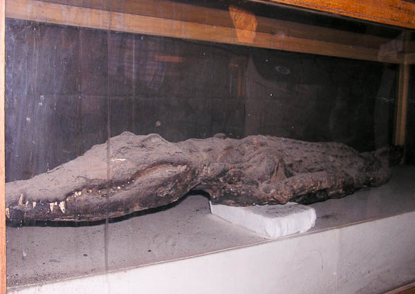 Doppeltempel Kom Ombo - mumifiziertes Krokodil