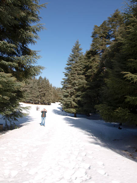 Zedernwald - Wanderung