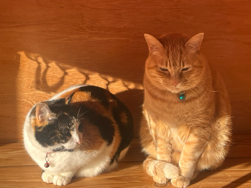 秩父ヨーガハウス看板🐈チャト.プンニャ