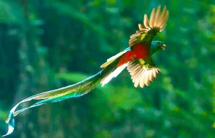 Un Quetzal (oiseau)
