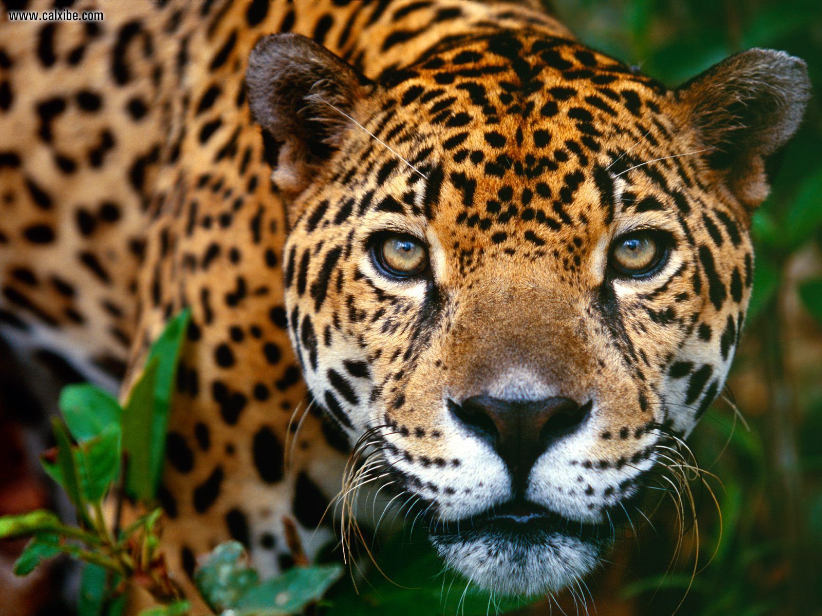 Jaguar 
