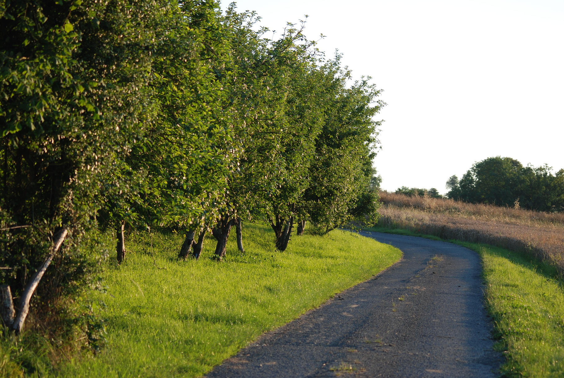 Les pommiers sur le chemin du gîte