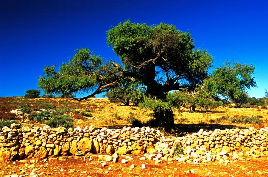 El Árbol de la Vida