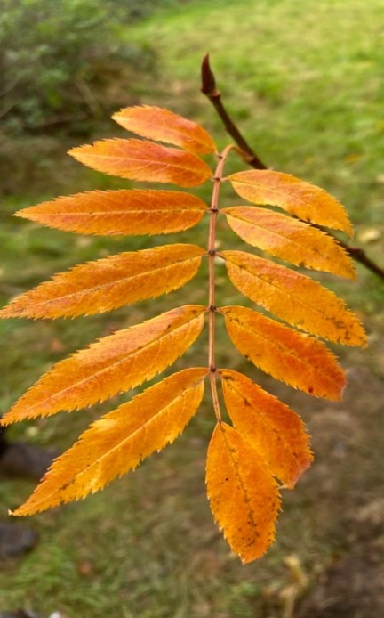 Planting Allan's Rowan tree