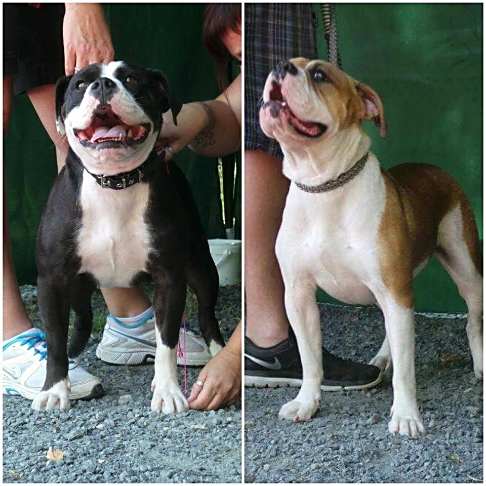 Continental Bulldog Conties Bijoux Indiana und Pickwick RosaLee