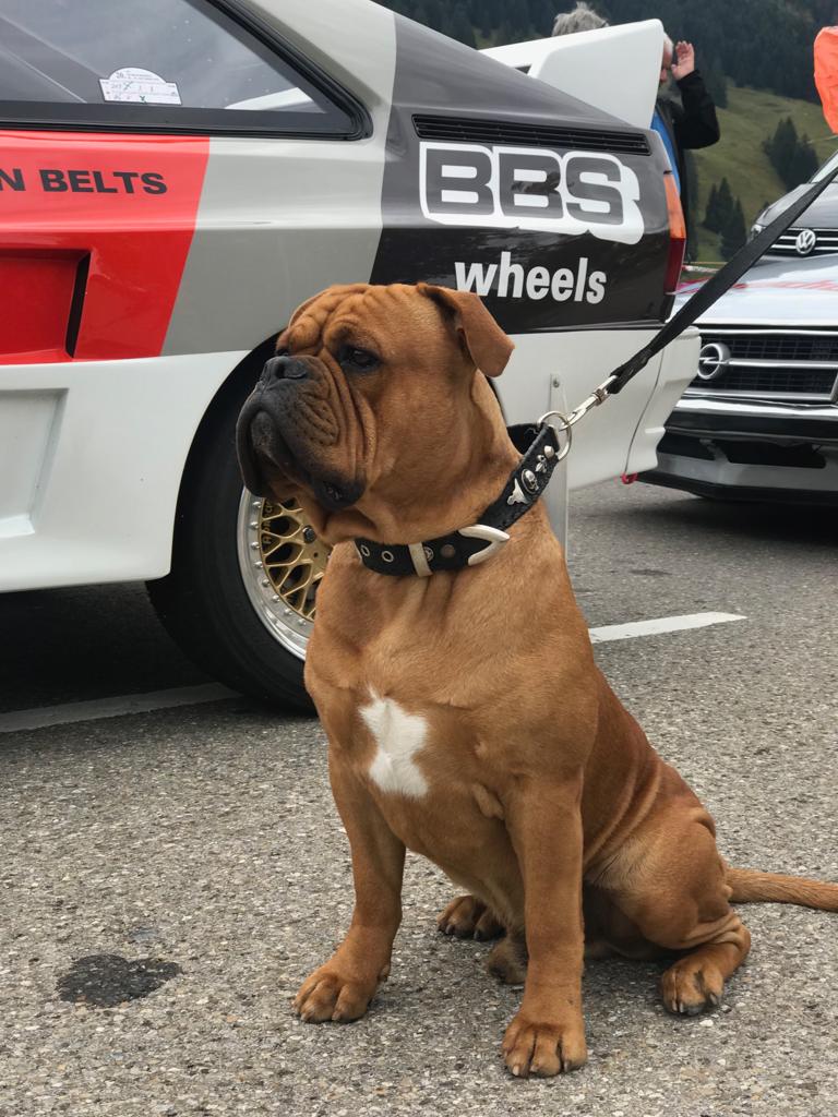 Continental Bulldog Cosmo-Junior aus der Wesch