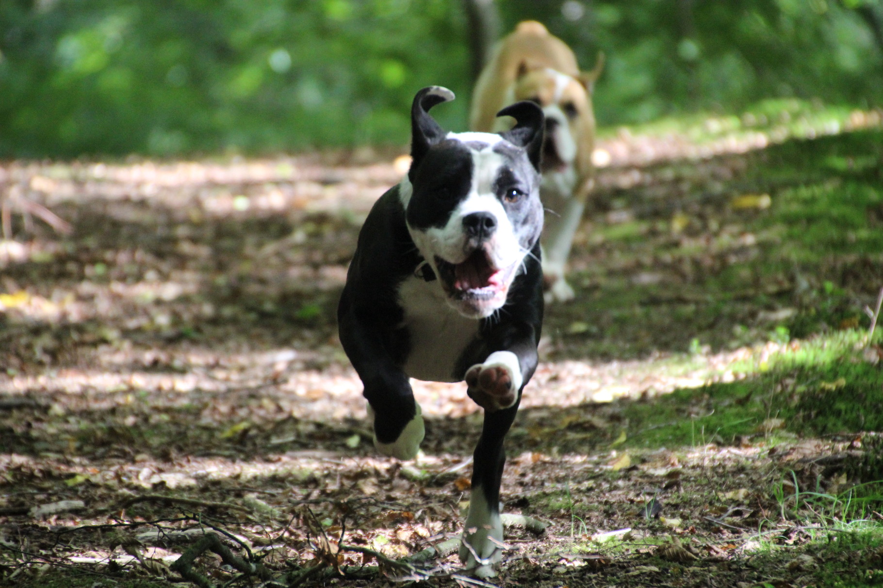 Continental Bulldog Indiana und RosaLee