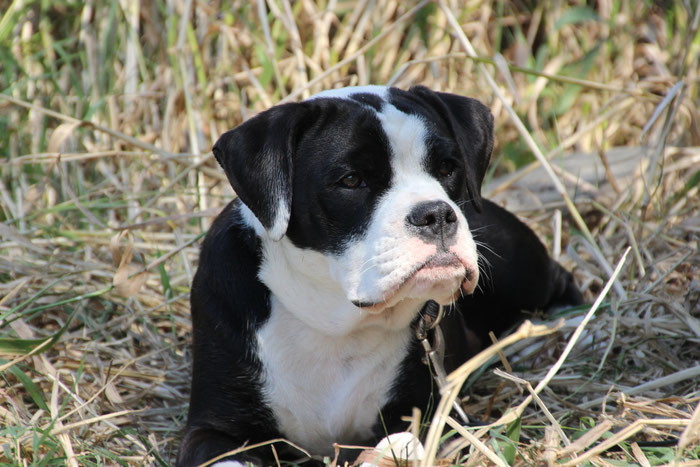 Continental Bulldog Conties Bijoux Indiana