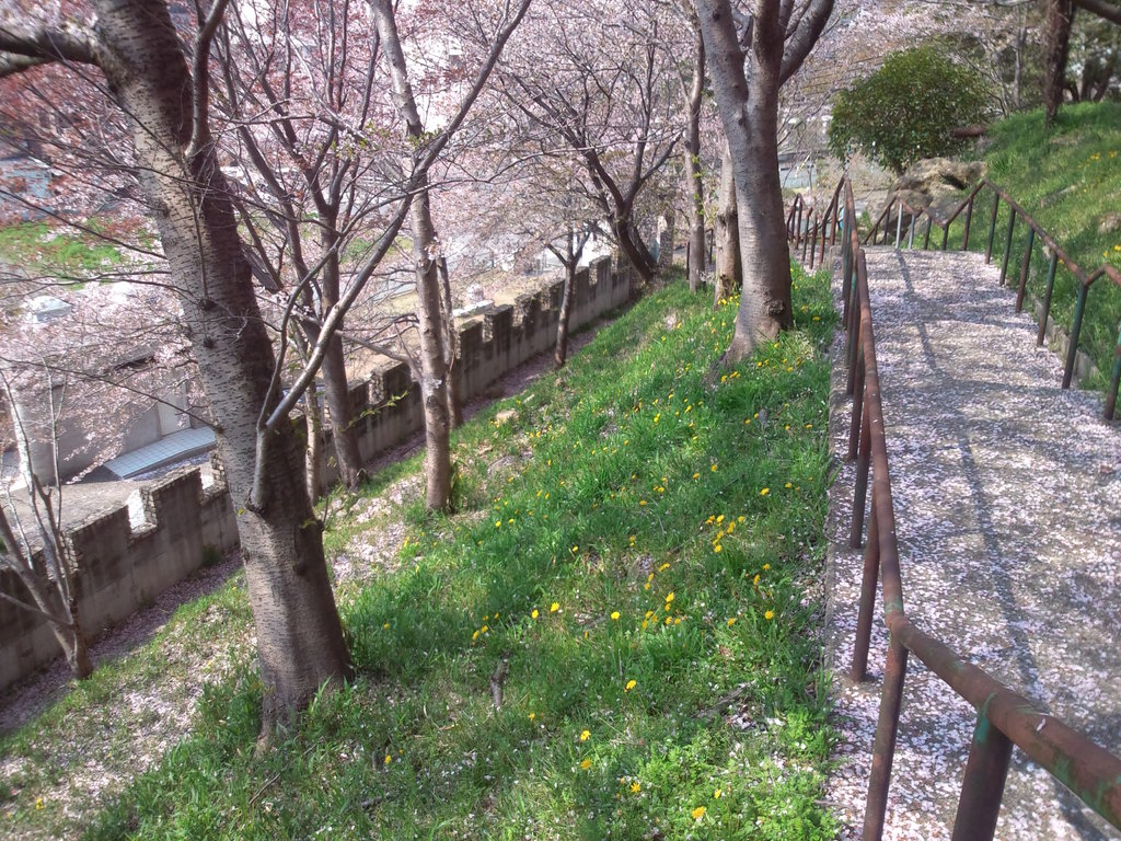 太子山公園の春（タンポポが咲いている）2012年4月