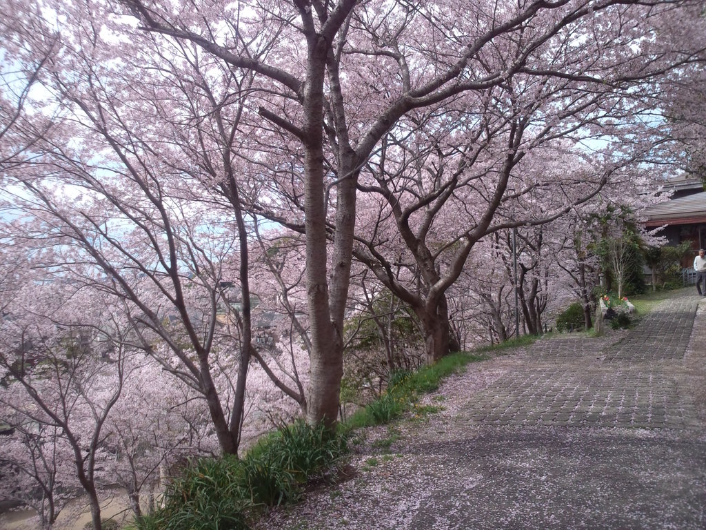 太子山公園の桜道