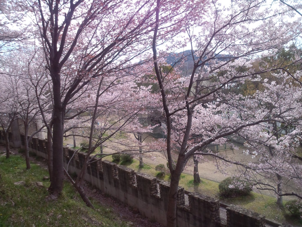 太子山公園の春
