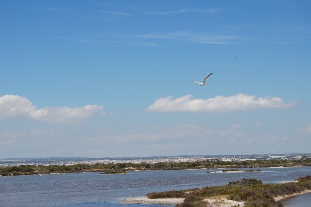 Gaviota Patiamarilla en la Charca del Coterillo