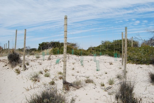 Asentamiento de las dunas en el Parque Regional de las Salinas de San Pedro del Pinatar