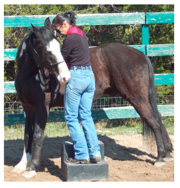 Standing on a mounting block lets your horse see you from either side and also as you are above him.