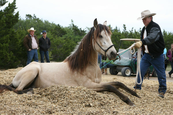 Sometimes letting the Master Trainer work with your horse can give you a fresh look.