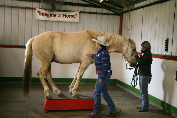 Imagine A Horse Training Tips