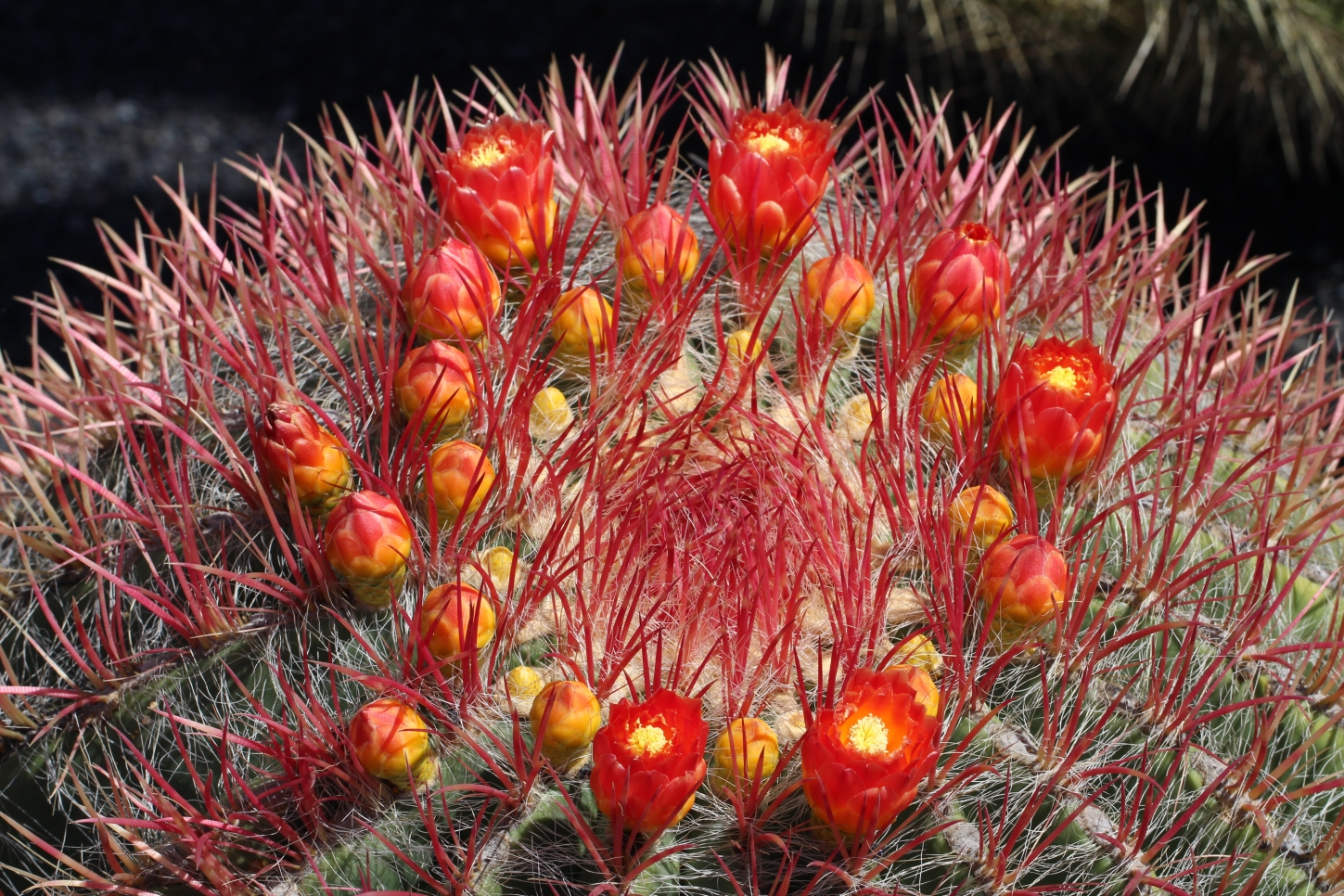 Jardin de Cactus