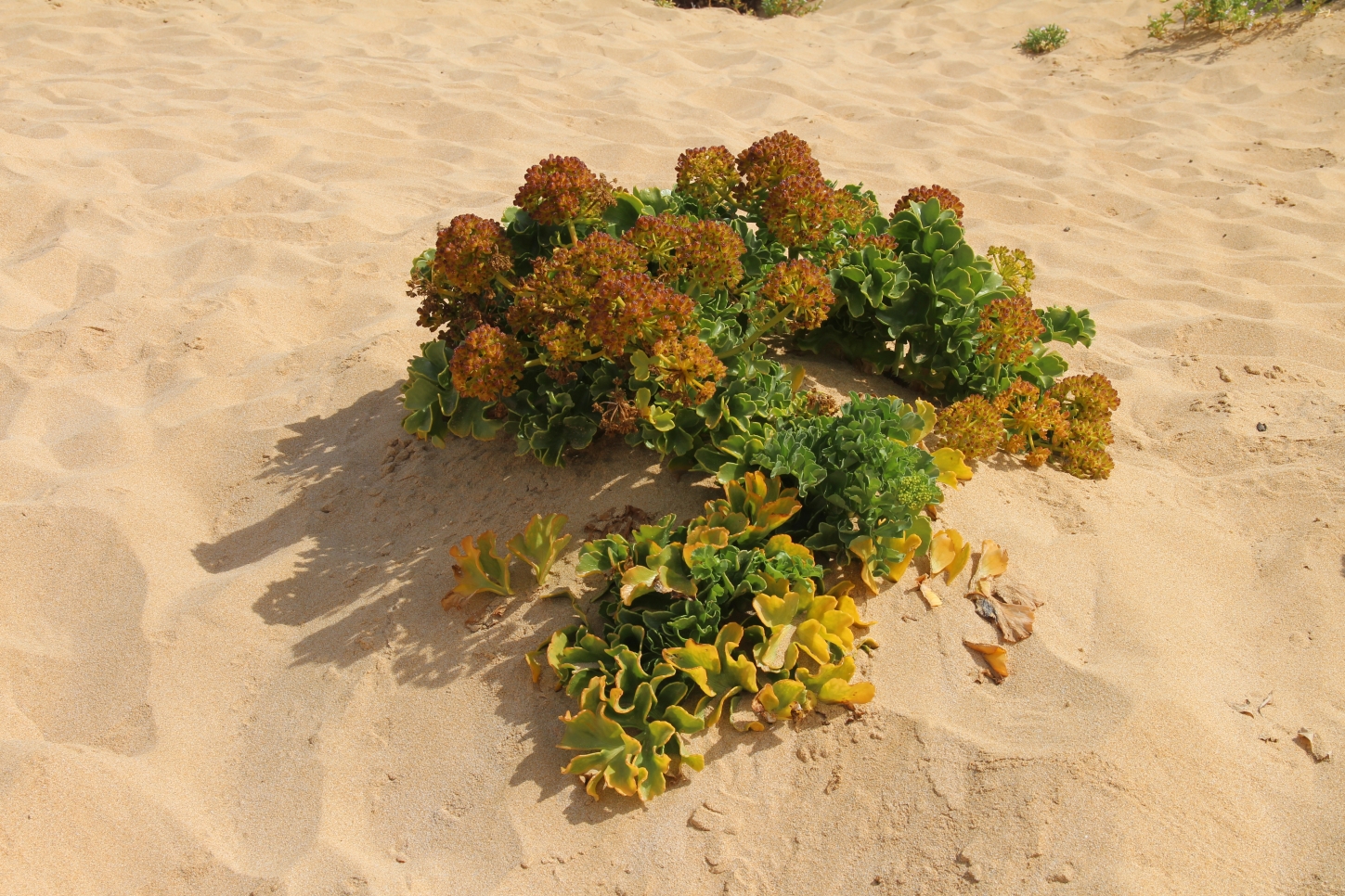 La Graciosa - Playa de las Conchas