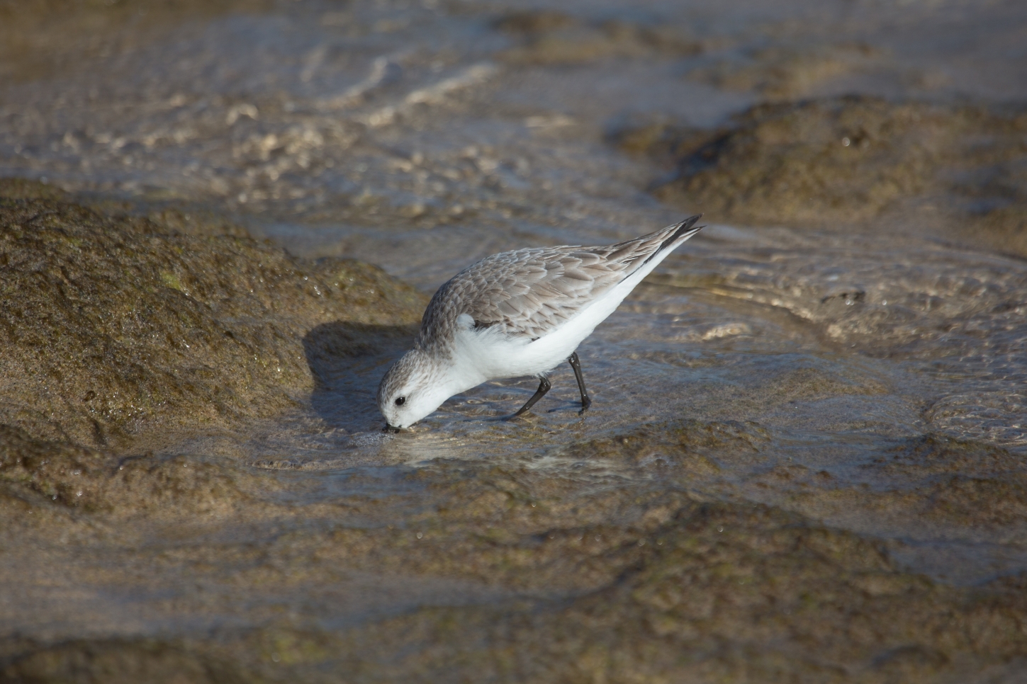 Sanderling