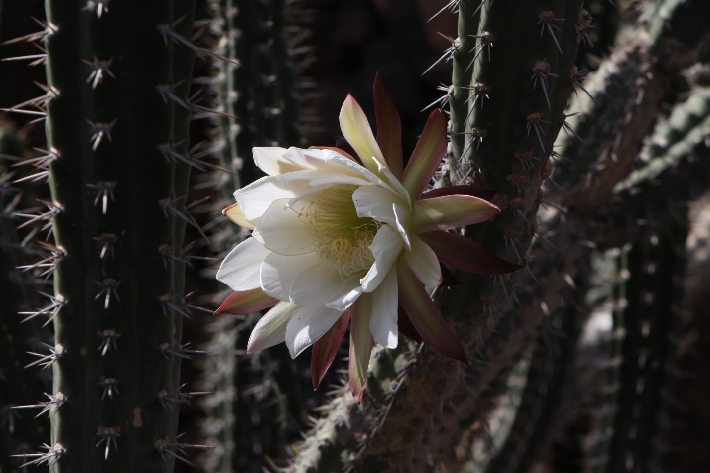 Jardin de Cactus