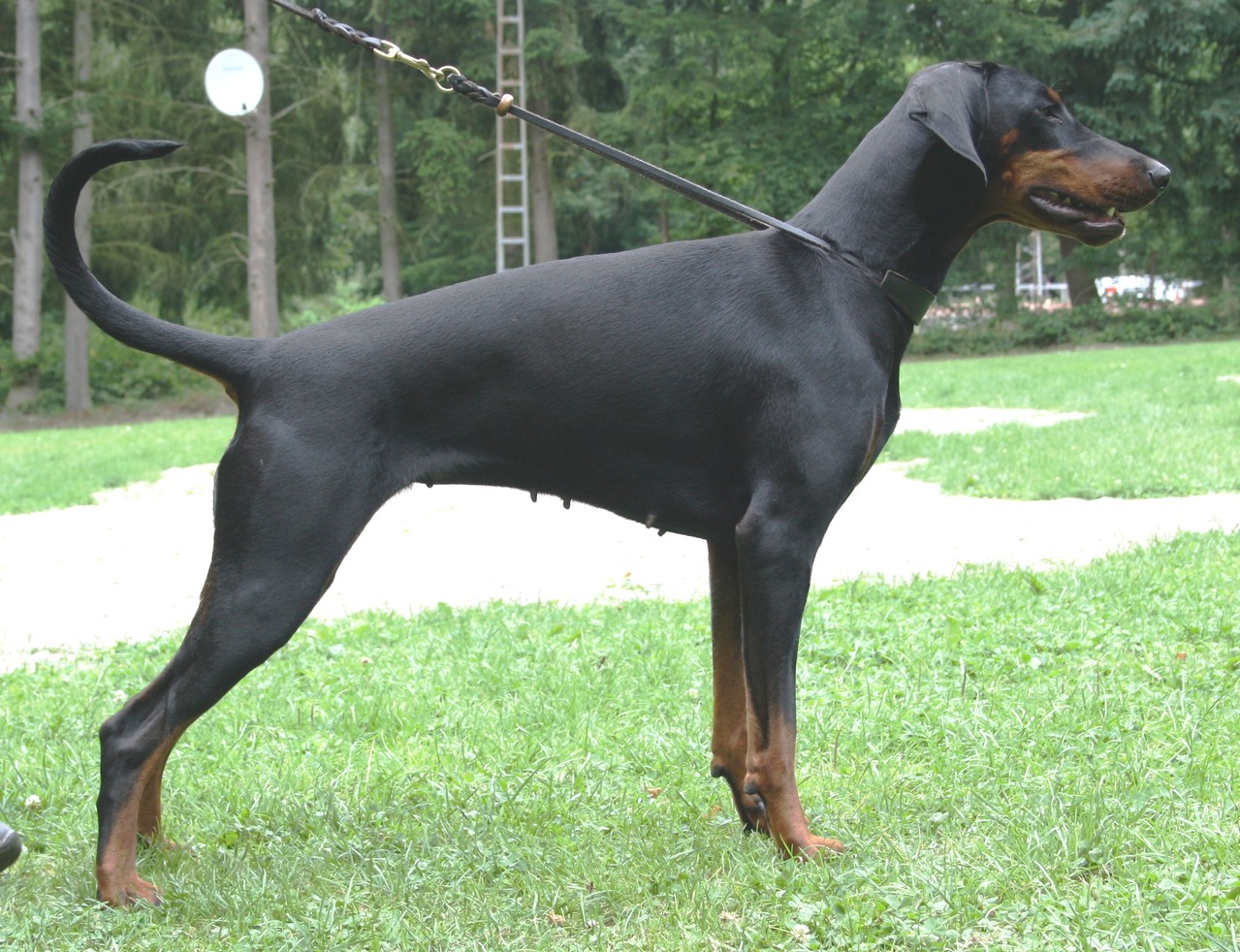 Sportliche Hunde vdhodenbachs Webseite!