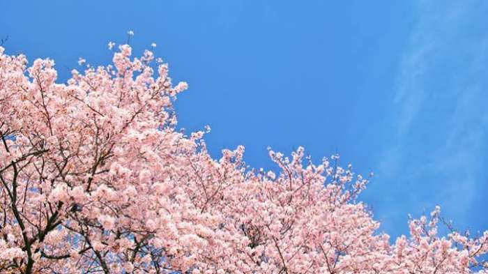 南島原市　桜　長崎通信社