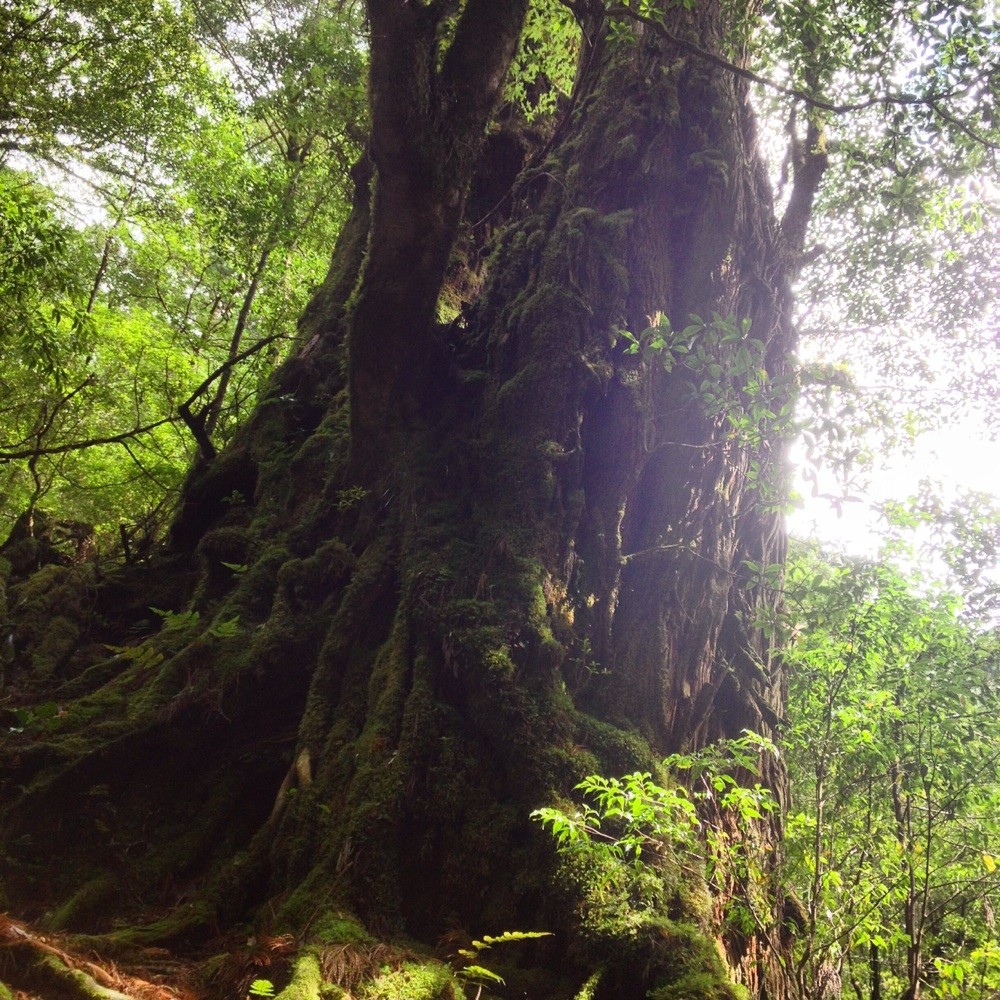 屋久島 屋久杉 母子杉