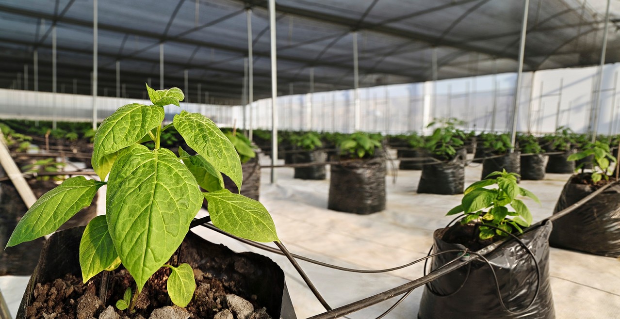 Cultivo De Chile En Hidroponia Nft Youtube Cultivo De Chile En Hidroponia Nft Youtube