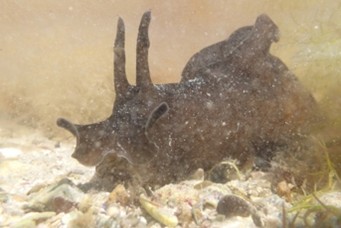 Aplysia (lièvre de mer)