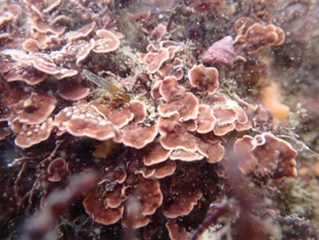 Mesophyllum lichenoïde