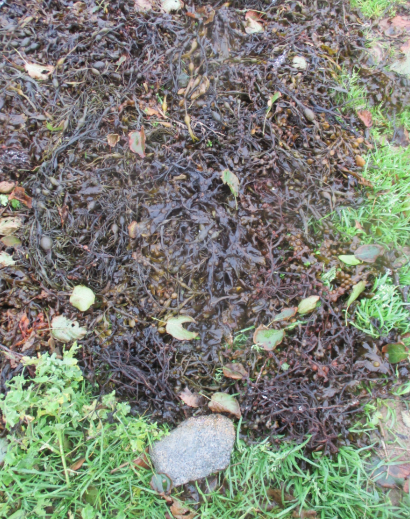 Algues d'échouage