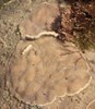 Lithophyllum incrustans