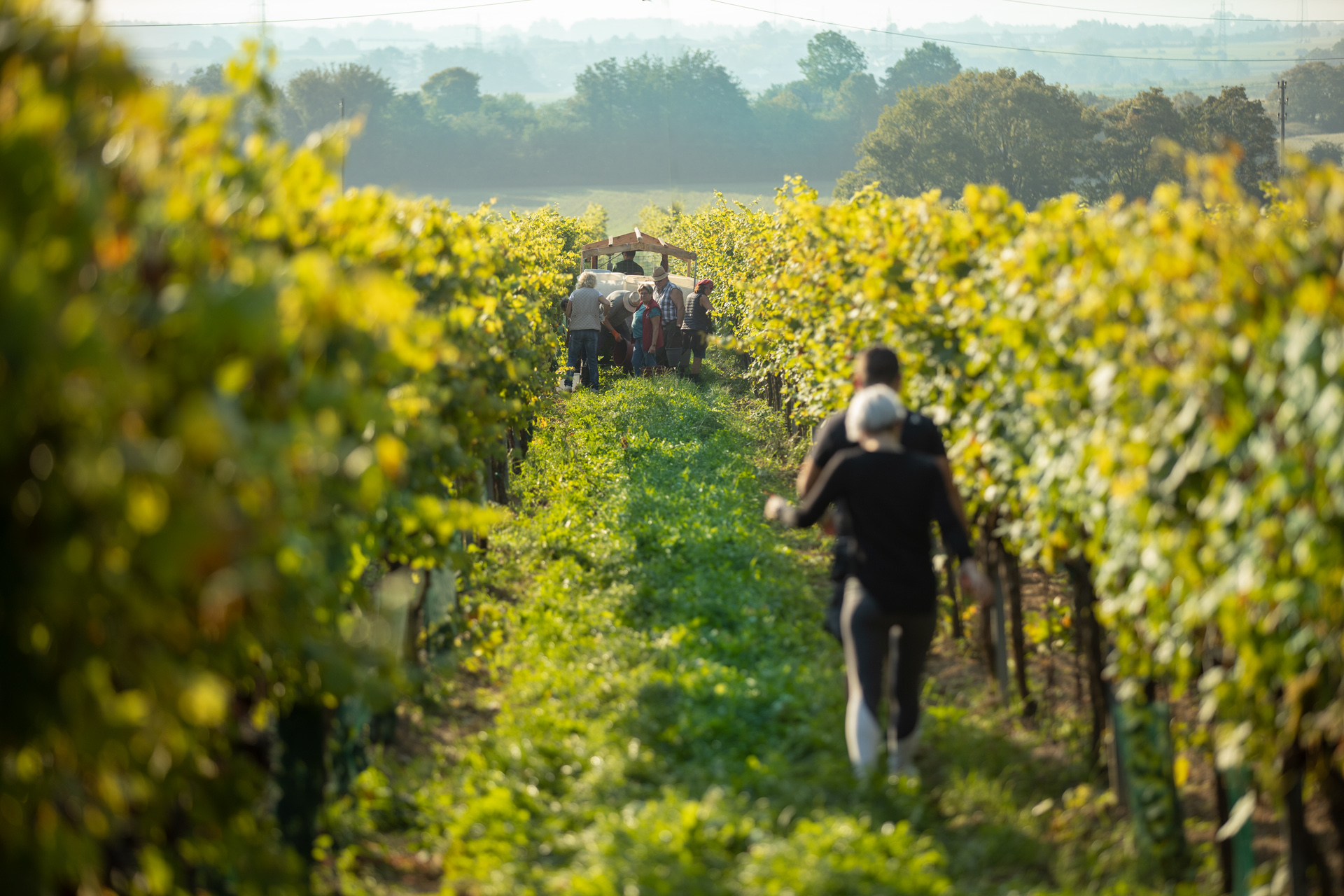 …endlich ist es so weit: Beginn der Weinlese 2025!
