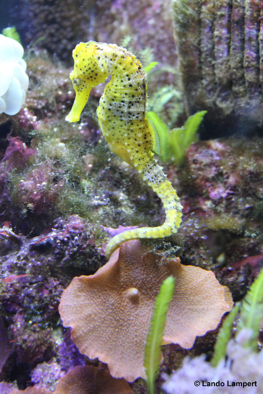 Ein paar Raritäten im AquariumCenter Wildenauer