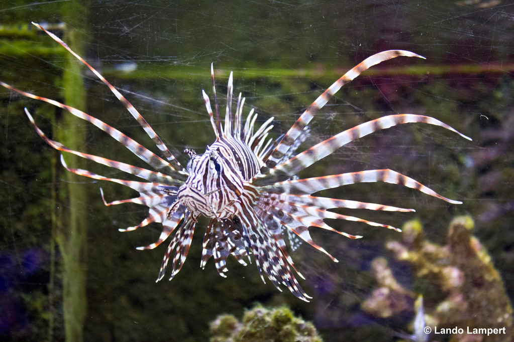 Ein paar Raritäten im AquariumCenter Wildenauer