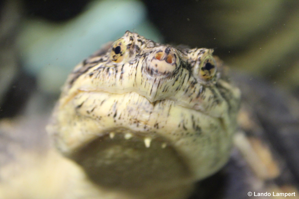 Aus der Artenvielfalt des SeaLife München