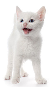 Klick auf das Bild führt zu: http://www.katzengenetik.com/weiße-katzen/, Bildquelle: © Picture Partners - Fotolia.com 