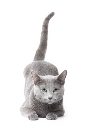 Russisch Blau Katze, Bildquelle: © Kirill Vorobyev - Fotolia.com