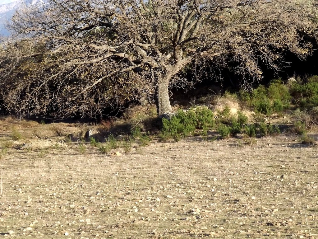 Un paysage de désolation