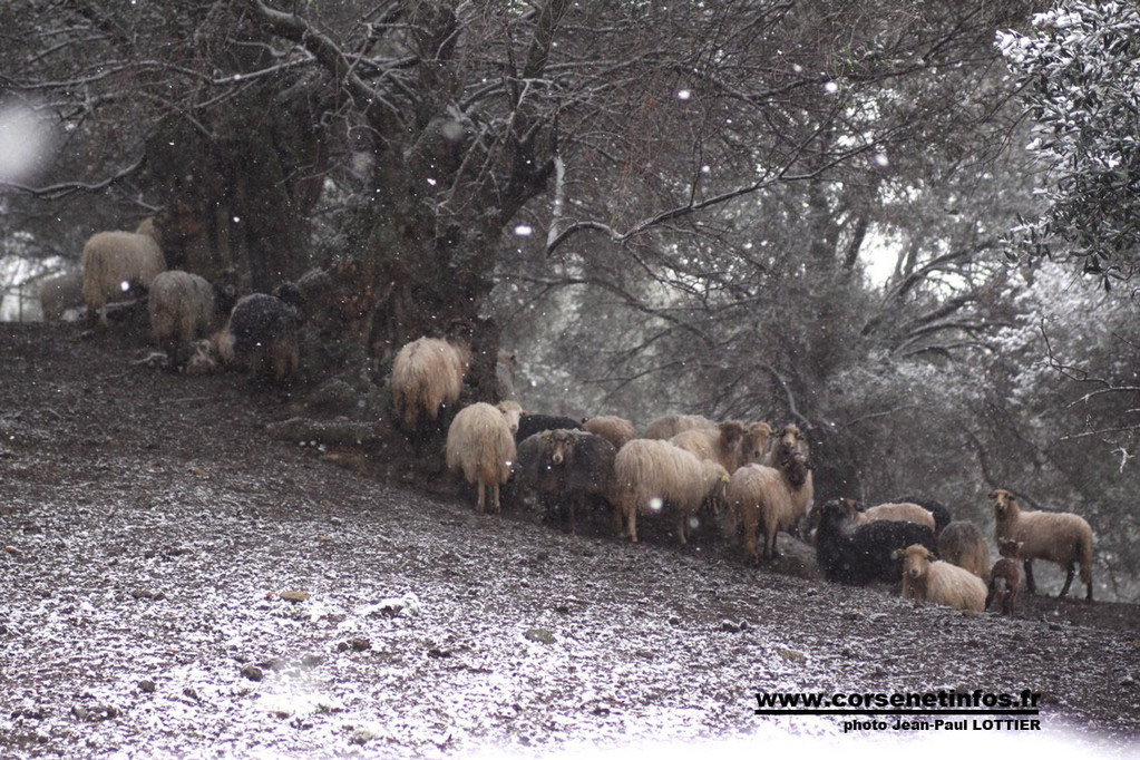 Les brebis à l'abri sous les arbres